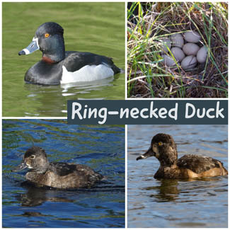 Ring-necked Duck